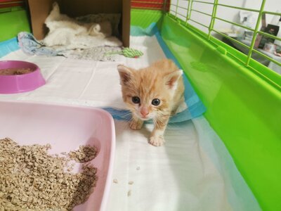 Fund einer ca. vier Wochen alten Katze in Oßmannstedt