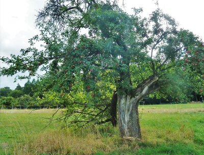 Fotowettbewerb: Wer kennt den dicksten Apfelbaum?