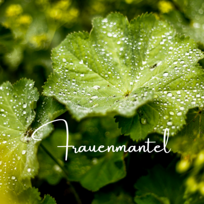 BlogBeitrag: Frauenmantel (Alchemilla) eine große Heilpflanze für Frauen (Bild vergrößern)