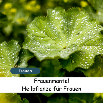Heilpflanze für Frauen, der Frauenmantel (Bild vergr&ouml;&szlig;ern)