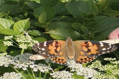 Foto zur Meldung: Jahrgang 2: Schmetterling
