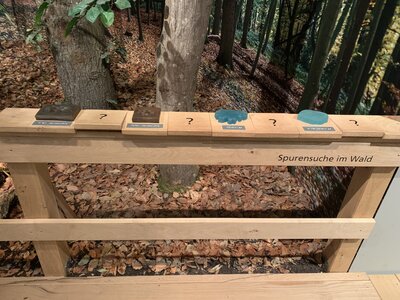 „Alleskönner Wald“ - Exkursion der Q1 (Bild vergr&ouml;&szlig;ern)
