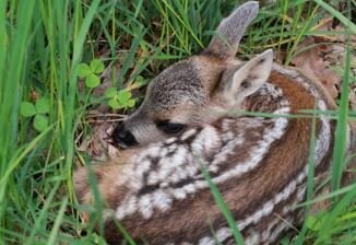 Hunde im Wald und auf Wiesen bitte anleinen (Bild vergrößern)