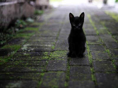 Ganz junge Katzen müssen noch nicht gechipt und kastriert werden. Quelle: Pixabay
