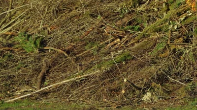 Strauchwerk (Bild vergr&ouml;&szlig;ern)