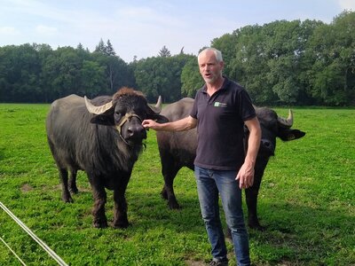 Herr Mölders mit seinen Büffeln