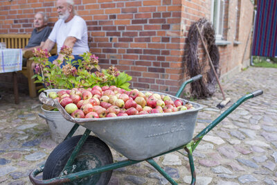 Foto zur Meldung: Gesunde Äpfel für Brandenburgs Kinder: Anmeldezeitraum für das Landesschulobstprogramm läuft bis zum 28.10.2022