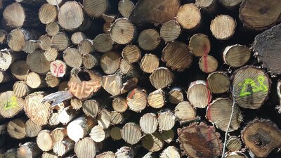 Foto zur Meldung: BRANDENBURG: Waldumbau und Waldbrandschutz: Forstministerium verbessert Förderbedingungen für Maßnahmen im Privat- und Körperschaftswald