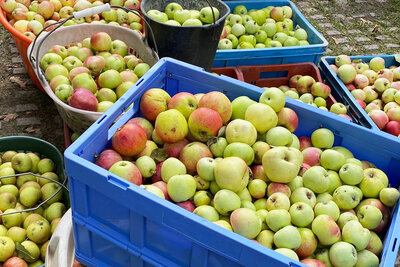 Nachhaltiger Nahrungsmittelkonsum- Apfelernte
