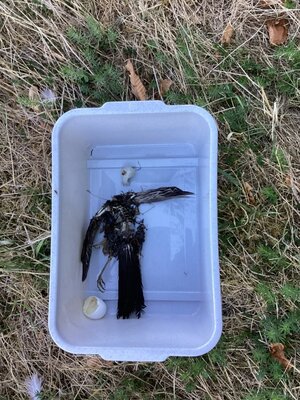 Vogelskelett (Bild vergrößern)