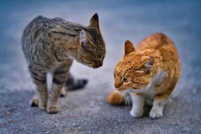 mobbing unter katzen erkennen und handeln (Bild vergrößern)