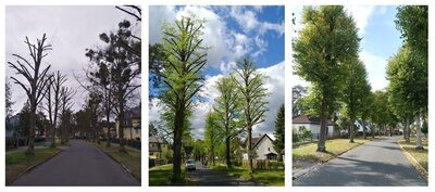 Die Beispielfotos aus dem Falkenkorso zeigen die Bäume einerseits direkt nach dem Schnitt, dann beim ersten Austrieb Anfang des Jahres und ihre Entwicklung im Sommer.