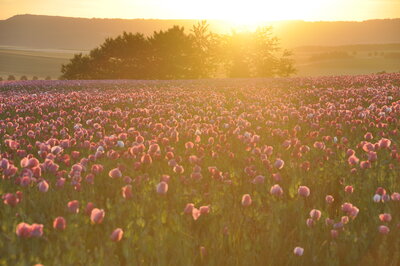 Mohnblüte in Grandenborn (Bild vergrößern)