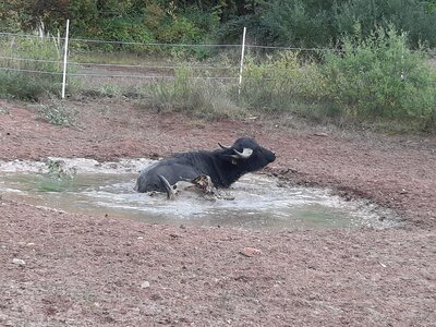 Meldung: Wasserbüffel als Landschaftspfleger