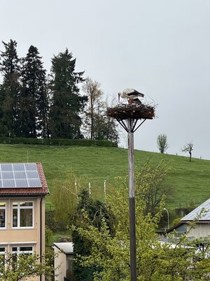Meldung: Nestbau für die Störche