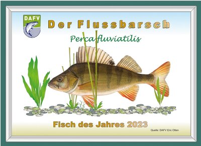 Flussbarsch - Fisch des Jahres 2023