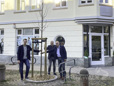 Begrüßen den jungen Blutahorn in der Roßstraße: Lucas Anskat, Frank Grütte und Dr. Ronald Thiel. Foto: Beate Vogel