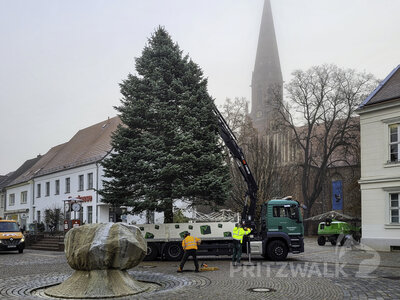 Der Weihnachtsbaum auf dem Pritzwalker Marktplatz hat in diesem Jahr eine besonders ausladende Form. Am Montagmorgen wurde die Colorado-Tanne aufgestellt. Foto: Beate Vogel
