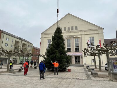 Eine 11 Meter hohe Nordmanntanne schmückt den Paul-Lincke-Platz I Foto: Martin Ferch