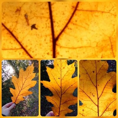 Herbstleuchten - Farbenpracht (Bild vergrößern)