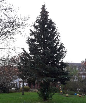 Foto zur Meldung: Weihnachtsbaum auf dem Marktplatz in Genthin