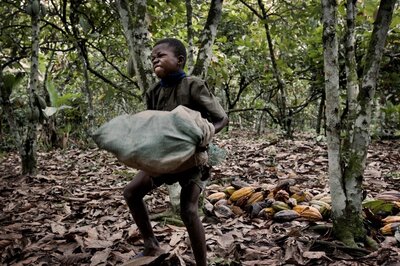Kinderarbeit ist auf Plantagen weit verbreitet: Ohne feste Schuhe, ohne Schutzkleidung müssen Kinder schwerste Arbeiten verrichten. (© Daniel Rosenthal)