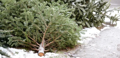Termin für die Weihnachtsbaumentsorgung 2026 (Bild vergr&ouml;&szlig;ern)