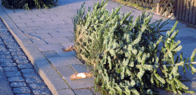 Entsorgungstermine für Weihnachtsbäume