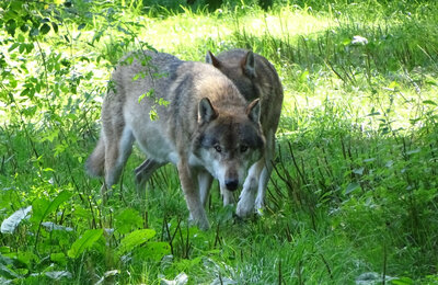 Pressemitteilung des Werra-Meißner-Kreises vom 17.01.2023: Der Wolf im Werra-Meißner-Kreis: Landrätin Rathgeber fordert Land auf sich der Verantwortung zu stellen
