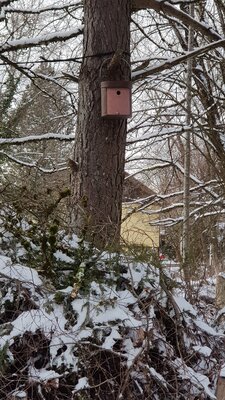 Neue Nachrichten aus dem Hotzenwald-Naturgarten: Luxus-Nistkasten für unser Kleiber-Brutpaar