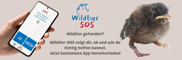 Homepage-Banner