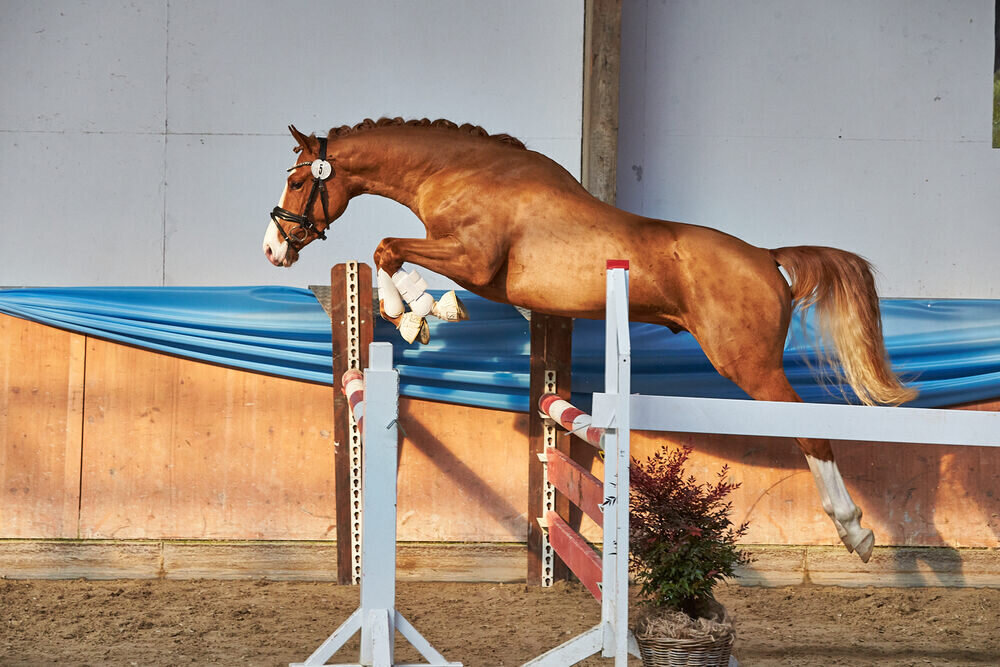 Cemal_-_Deutsches_Reitpony_ZuB_Anja_Mayer