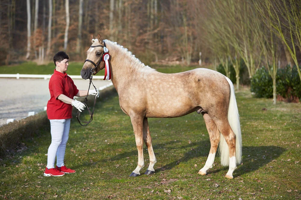 Guillaume_Deutsches_Reitpony_ZuB_ZG_Grede_Frankenberg