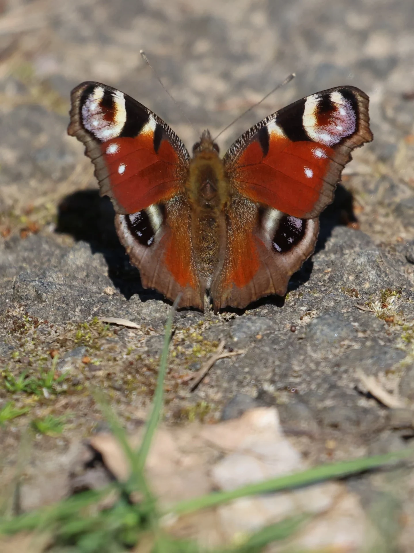Tagpfauenauge adulter Schmetterling_Quelle Ingeborg Till