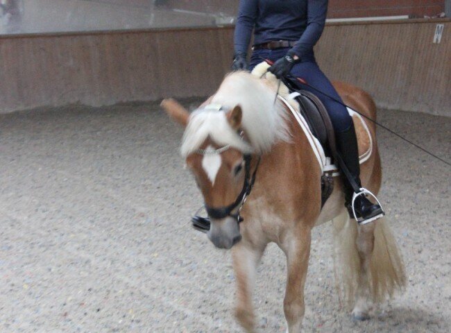 650x480-crop-90-annika_dechert_war_zum_ersten_mal_als_fremdreiterin_im_einsatz