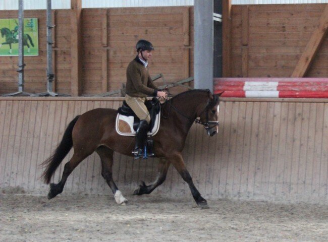 650x480-crop-90-terra_amazing_grace_beim_grundgangartentest_mit_nico_mueller