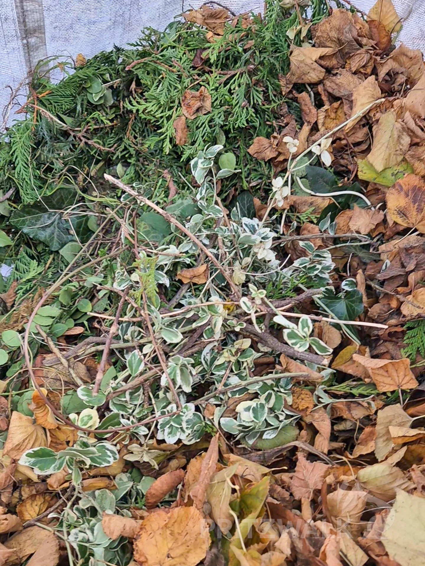 Weder Heckenschnitt (im Bild) noch Fallobst, Hausmüll oder gar Glasflaschen gehören in die Laubsäcke.