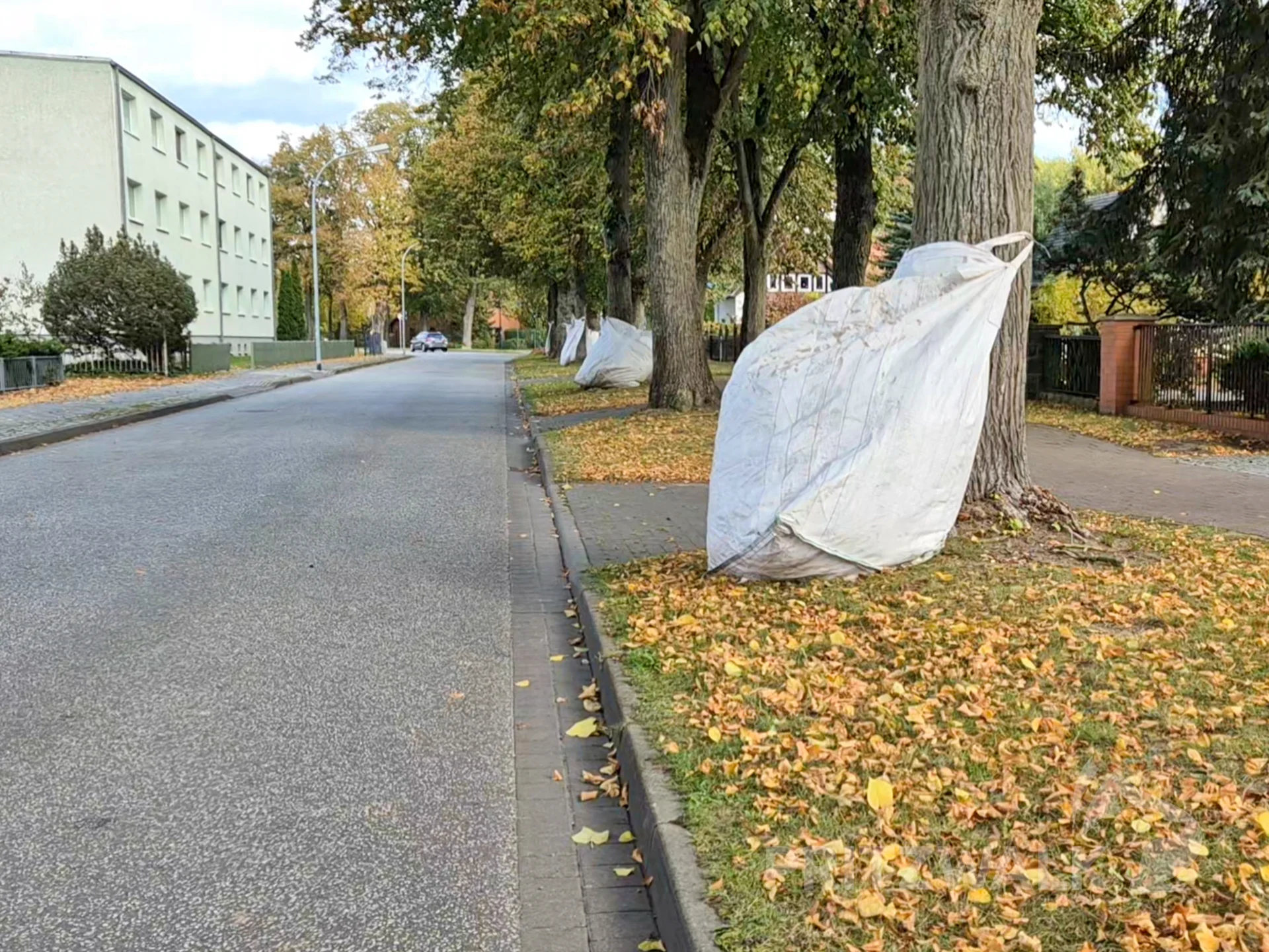 Die großen Säcke hängen überall an den Straßenbäumen. Foto: Beate Vogel