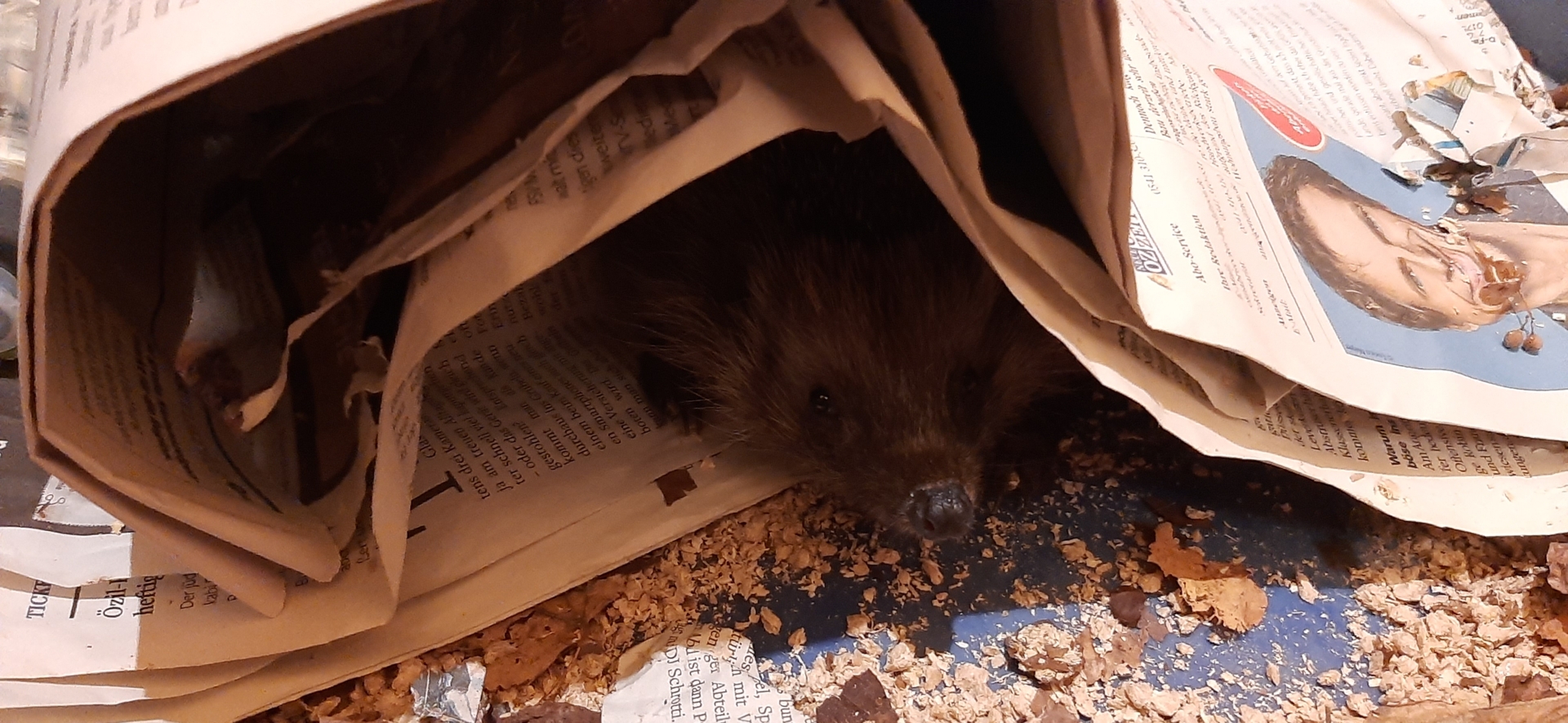 Igel zu Besuch