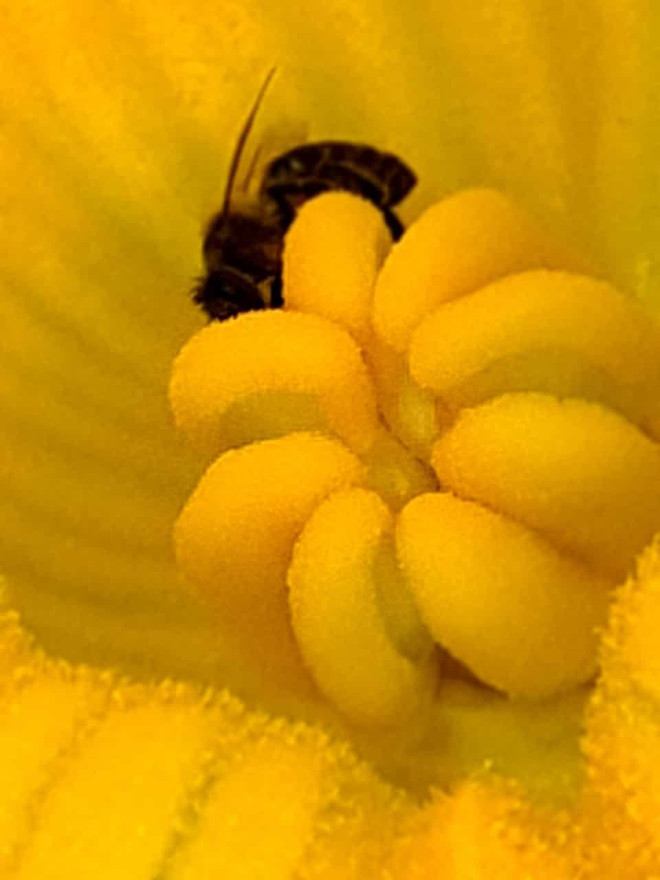 Die Bienen erfreuen sich an den großen Blüten