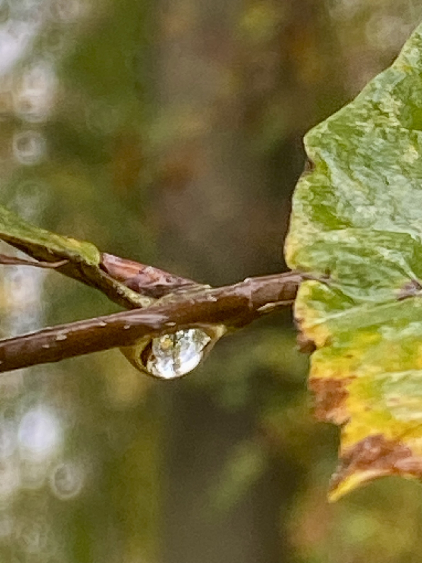 Tropfen am Zweig