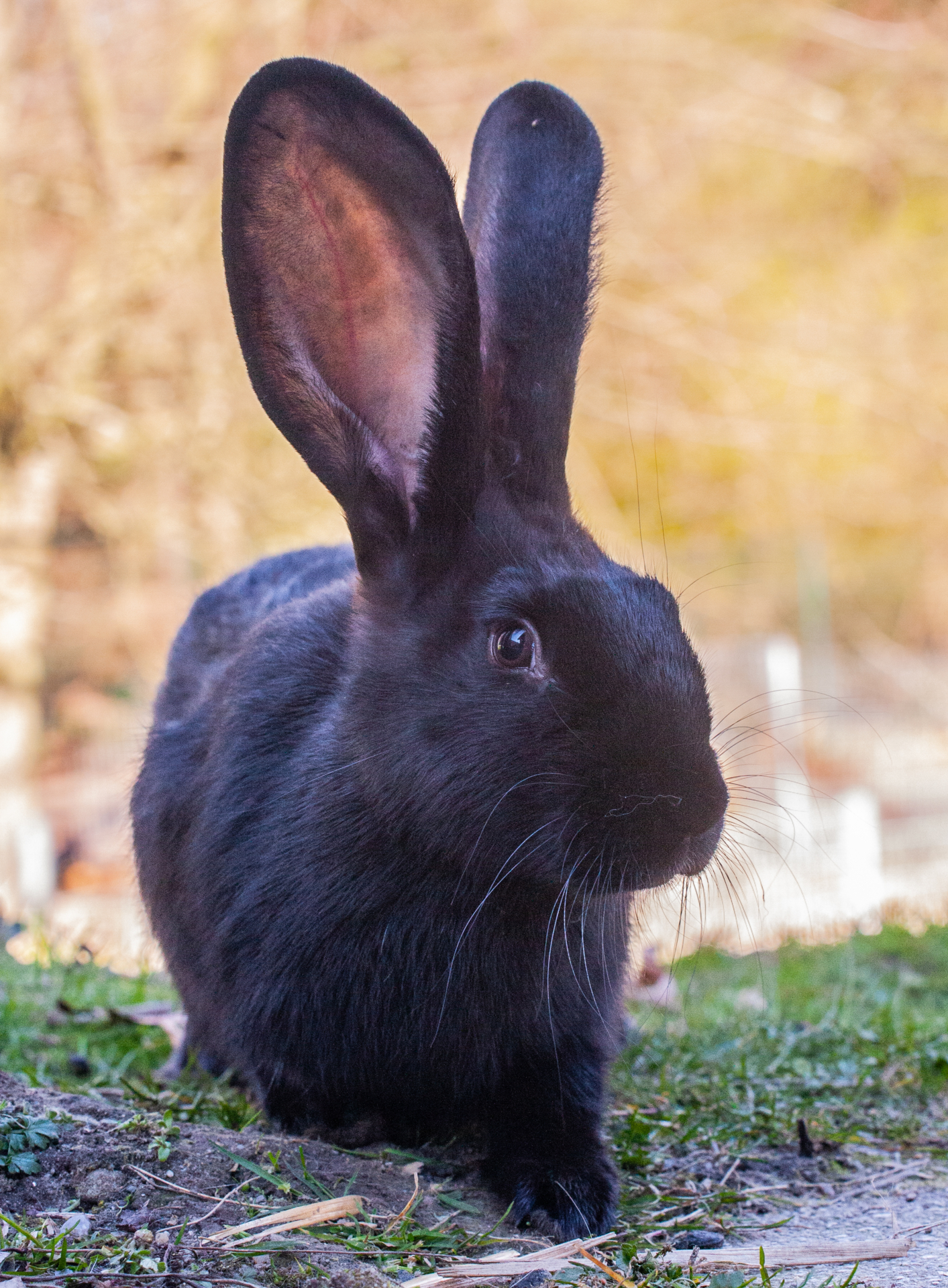 Hase 1