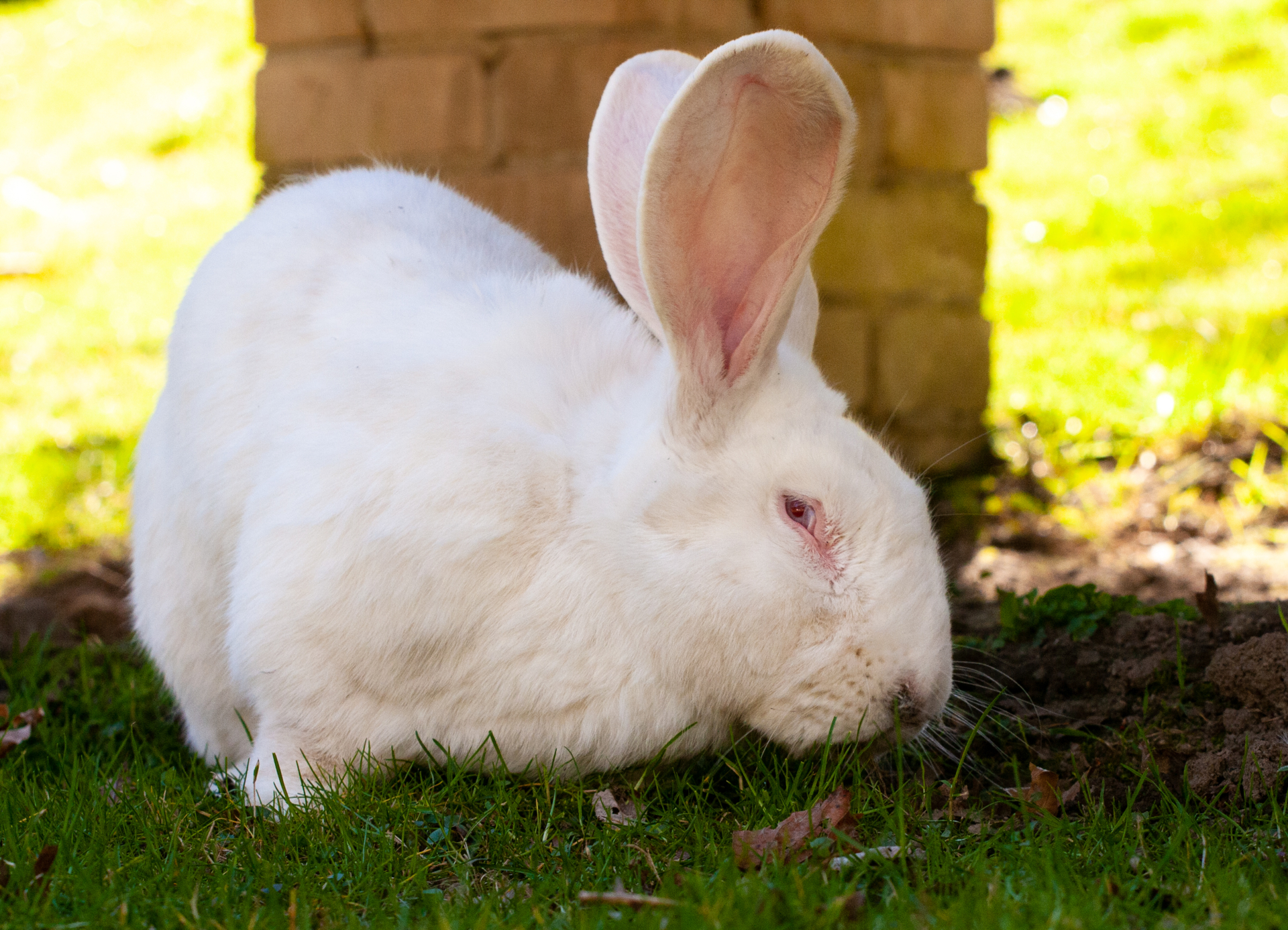 Hase 2