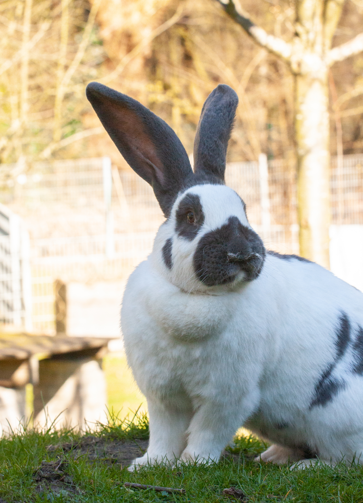 Hase 3