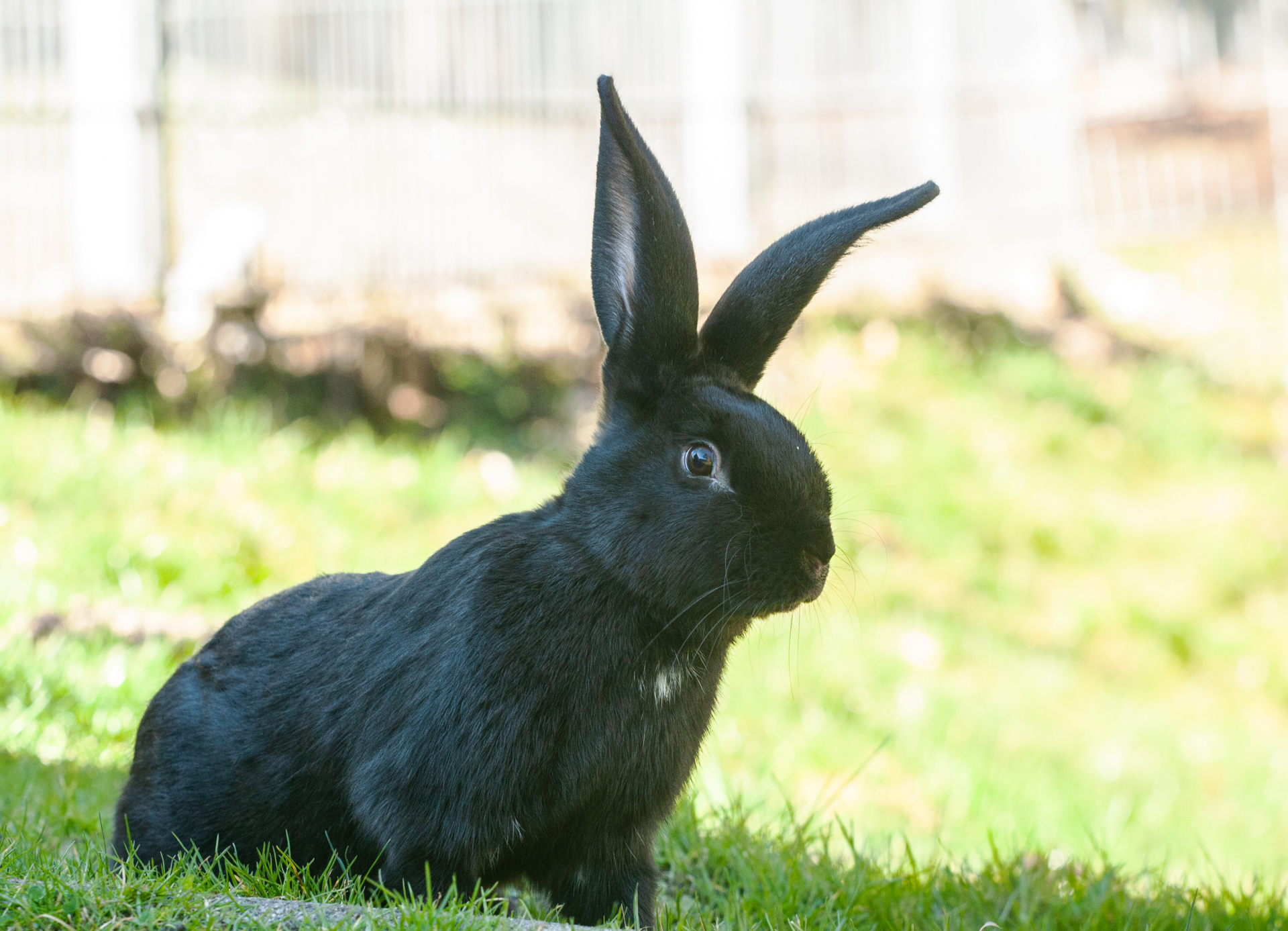 Hase 5