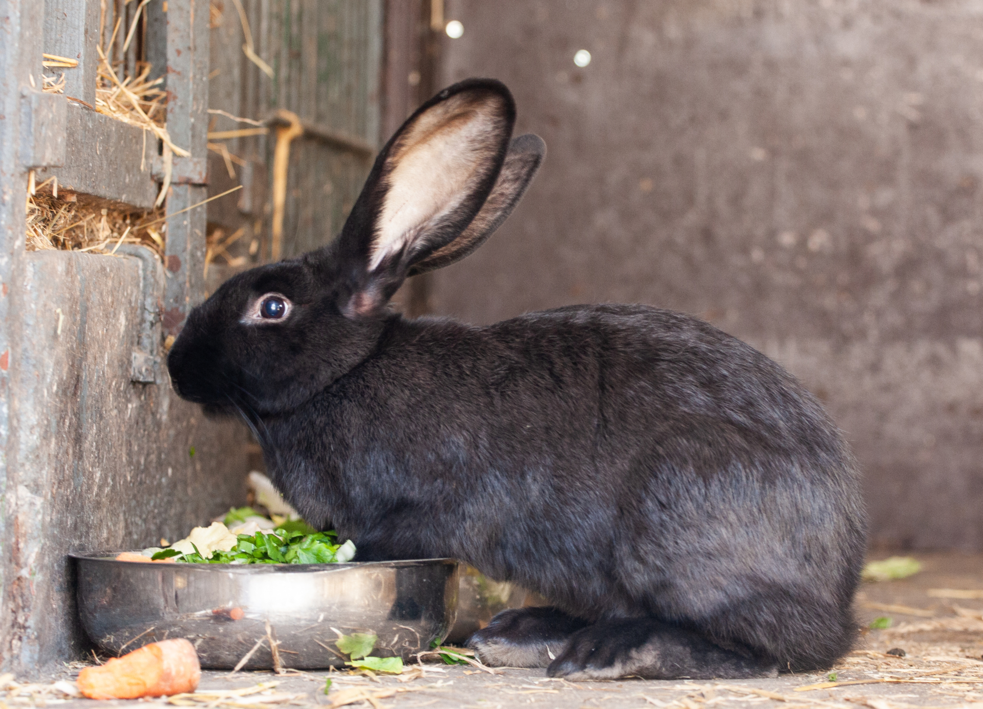 Hase 6