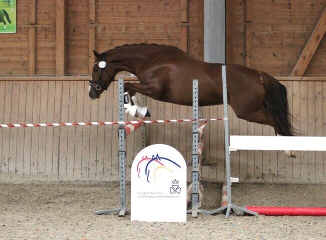 diva_royal_lm_zeigte_im_freispringen_viel_ruhe_und_uebersicht