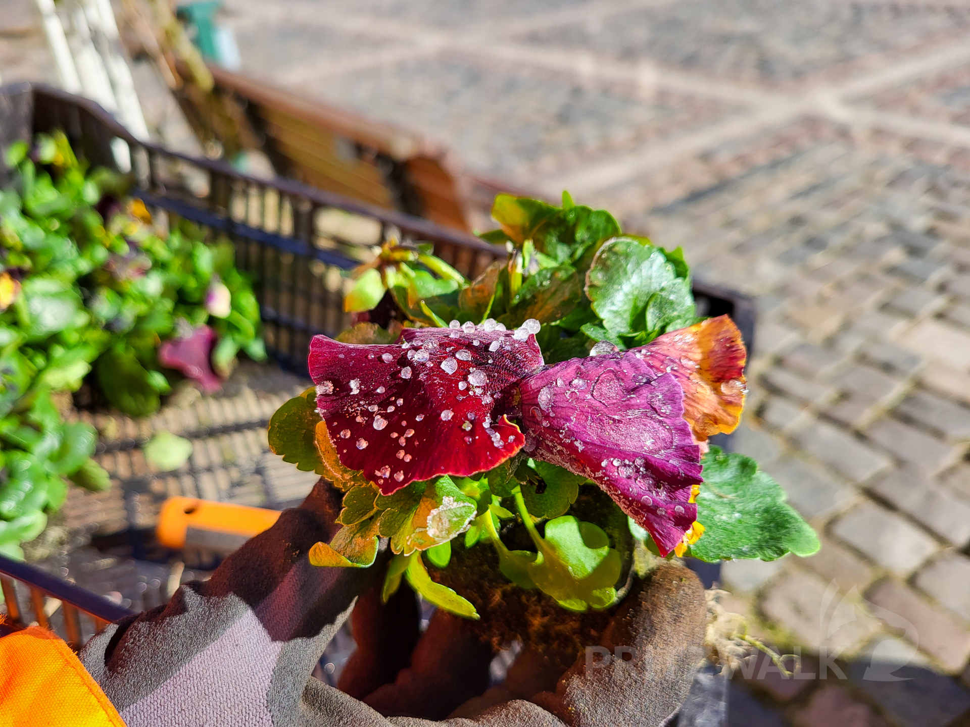 Manche der Blumen hatten noch Eistropfen auf der Blüte. Foto: Stadt Pritzwalk