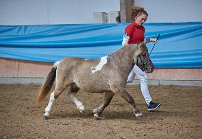 700x480-crop-90-2024darmstadtponykoerungh0104_farell_ii