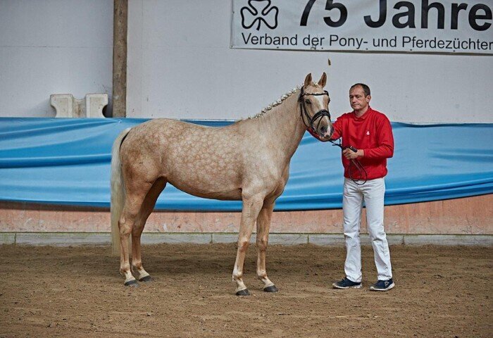 700x480-crop-90-2024darmstadtponynachz0020_nachzuegler_reitpony_stute